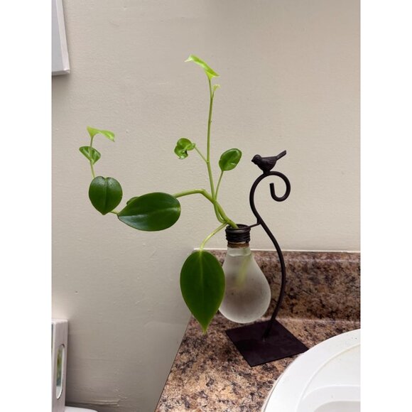 New Desktop Glass Planter Vase, Modern Bulb Holder for Home & Plant Decor - Picture 10 of 11